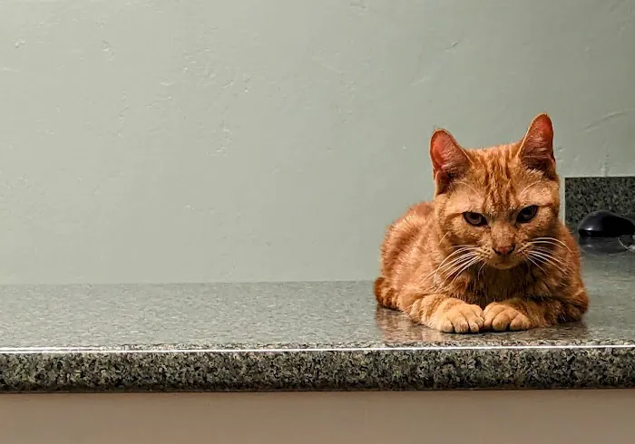 Timberland Animal Hospital Picture 6