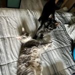 Twin Lakes Veterinary Services