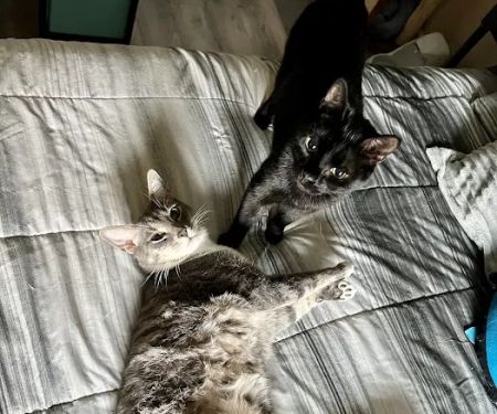 Twin Lakes Veterinary Services