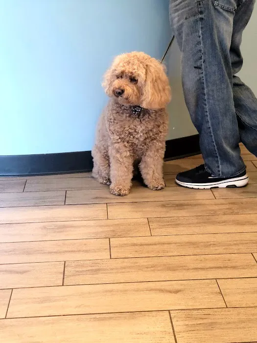 Cleveland Animal Hospital, PLLC Picture 1