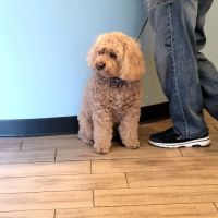 Cleveland Animal Hospital, PLLC ico