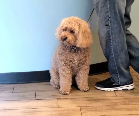 Cleveland Animal Hospital, PLLC