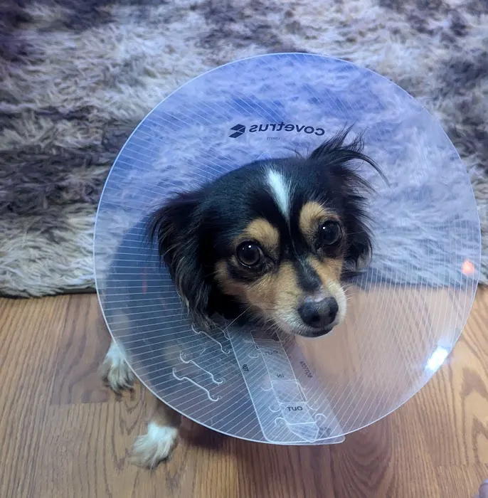 Cleveland Animal Hospital, PLLC Picture 9