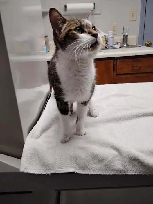 Animal Hospital of East Burke Picture 4