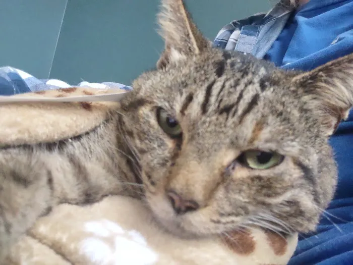 Shadow Ridge Veterinary Hospital & Urgent Care Picture 2