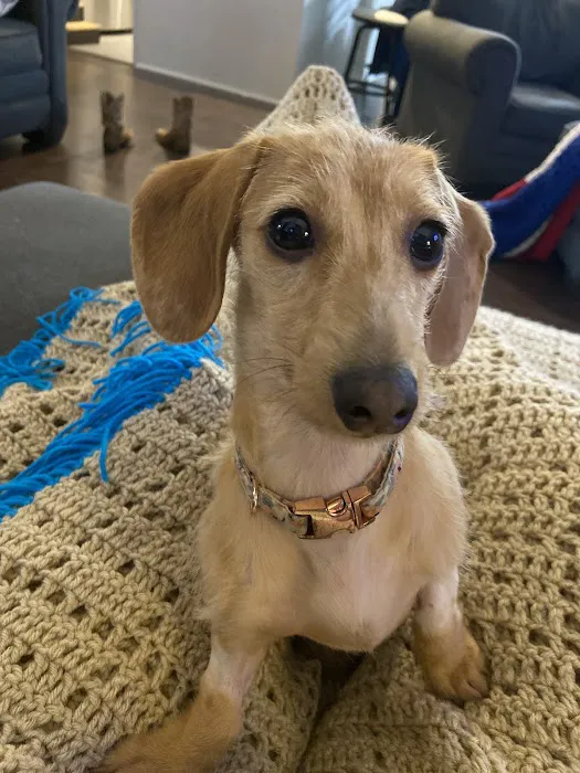 Shadow Ridge Veterinary Hospital & Urgent Care Picture 4