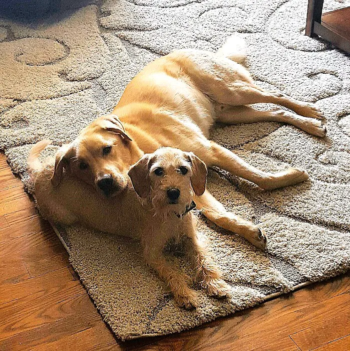 Shadow Ridge Veterinary Hospital & Urgent Care Picture 10