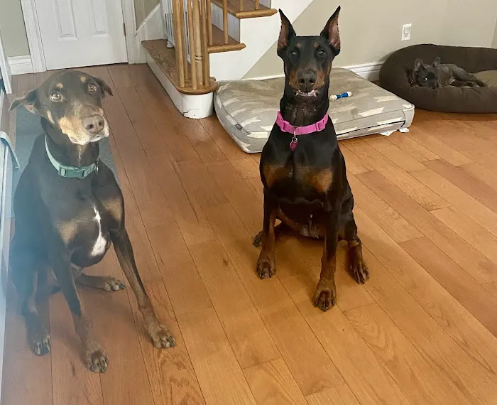 Shadow Ridge Veterinary Hospital & Urgent Care Picture 8