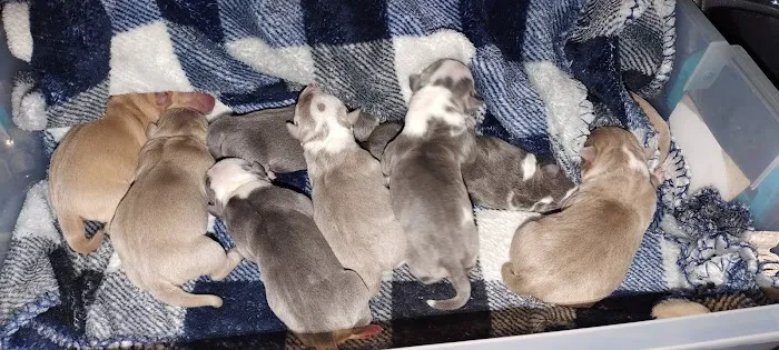 Boulevard Animal Hospital Picture 7