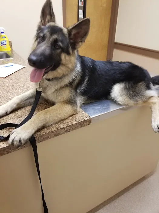 Boulevard Animal Hospital Picture 6
