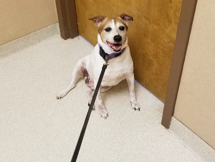Boulevard Animal Hospital Picture 9