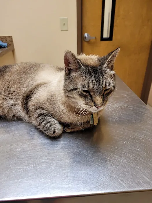 Boulevard Animal Hospital Picture 5