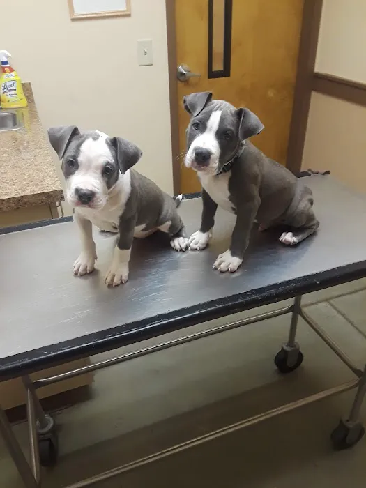 Boulevard Animal Hospital Picture 3