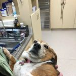 Hope Animal Hospital