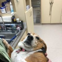 Hope Animal Hospital ico