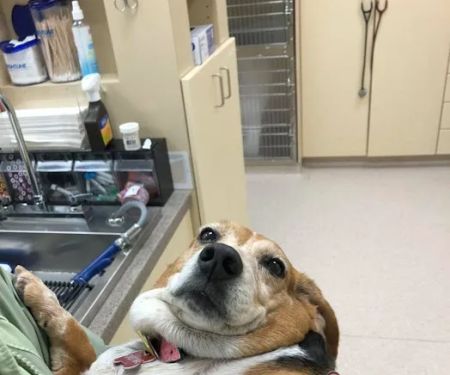 Hope Animal Hospital