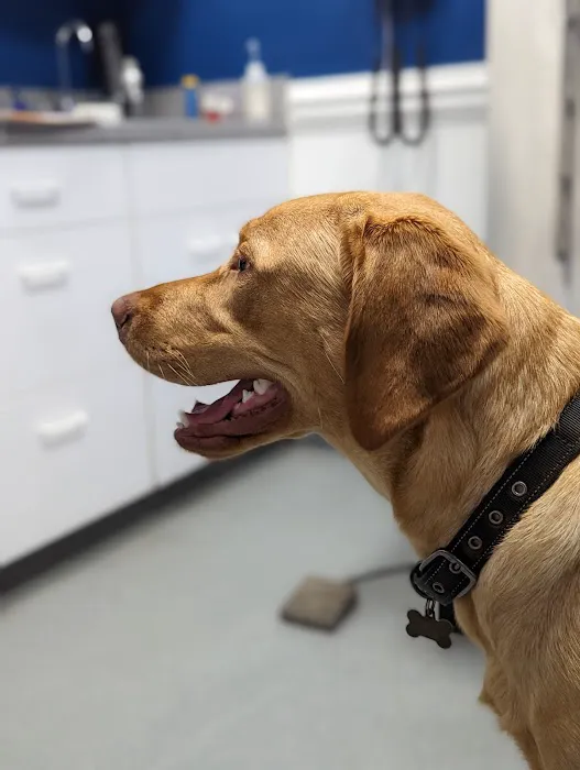 Lineberger Veterinary Hospital Picture 3
