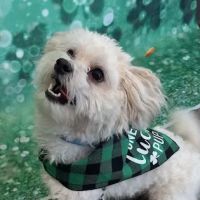 Riverbend Veterinary PetCare Hospital ico
