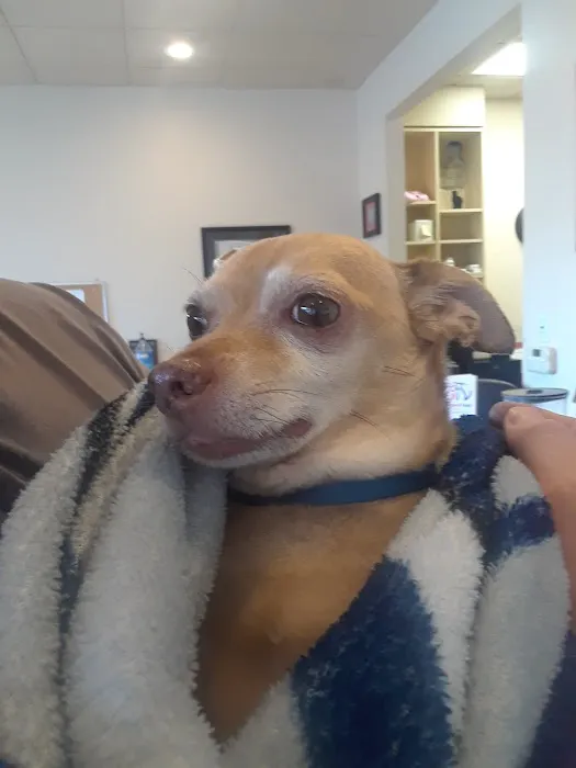 South Point Pet Hospital Picture 2