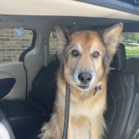 South Point Pet Hospital ico