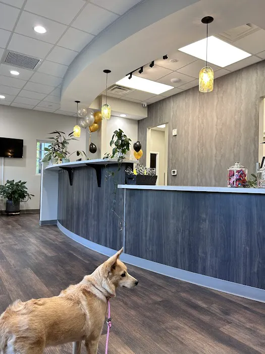 Belmont Animal Hospital Picture 5