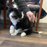 Belmont Animal Hospital
