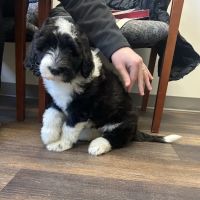 Belmont Animal Hospital ico