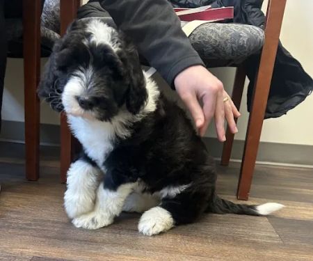 Belmont Animal Hospital