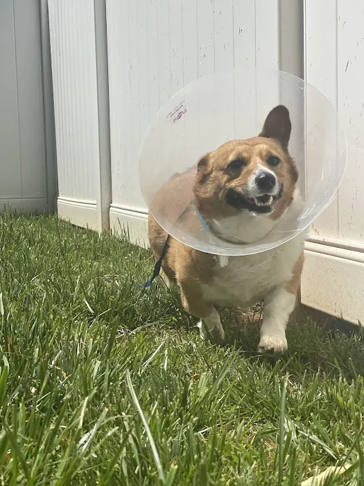 Belmont Animal Hospital Picture 6