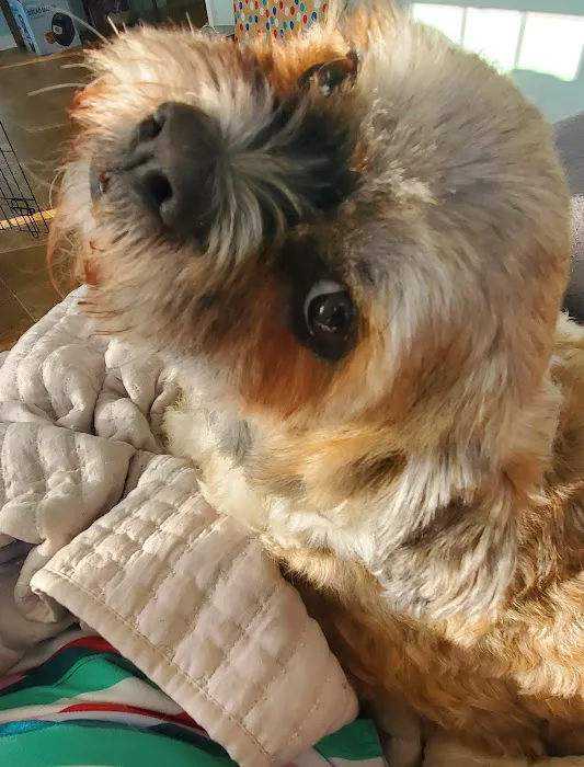 Belmont Animal Hospital Picture 4