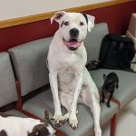 Parker Veterinary Hospital PA