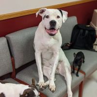 Parker Veterinary Hospital PA ico