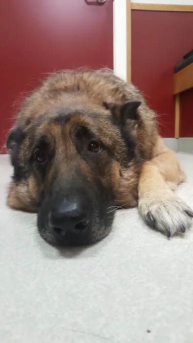 Parker Veterinary Hospital PA Picture 3