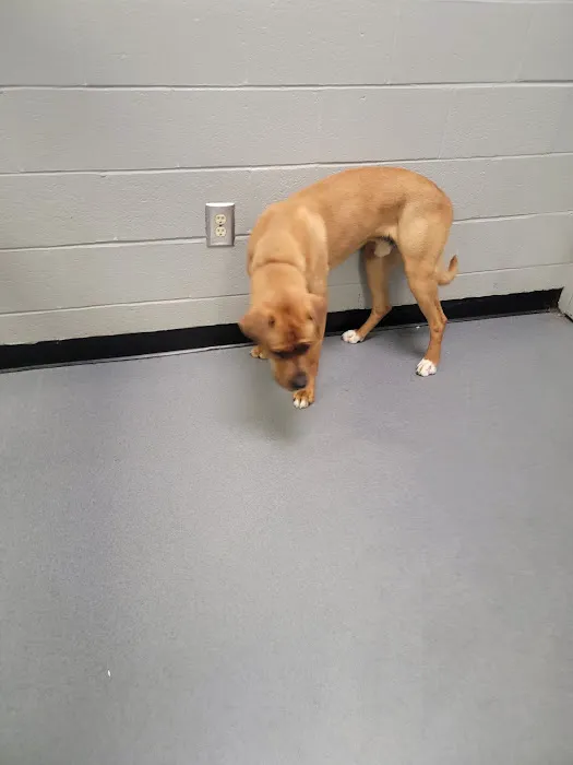 Charlotte-Mecklenburg Animal Services Clinic Picture 1