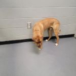 Charlotte-Mecklenburg Animal Services Clinic