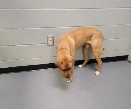 Charlotte-Mecklenburg Animal Services Clinic