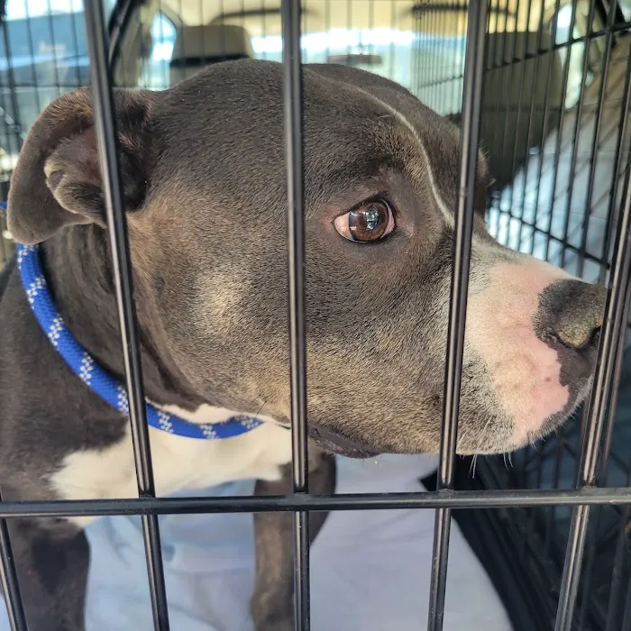 Charlotte-Mecklenburg Animal Services Clinic Picture 7