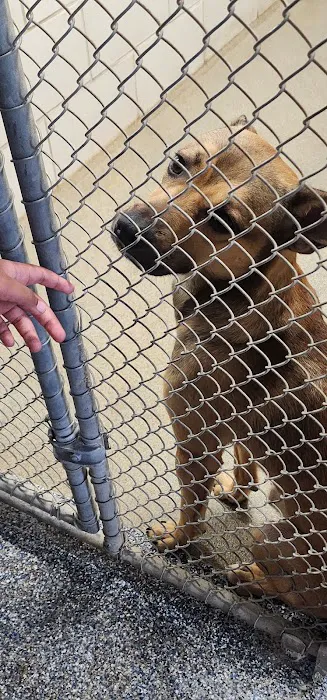 Charlotte-Mecklenburg Animal Services Clinic Picture 10