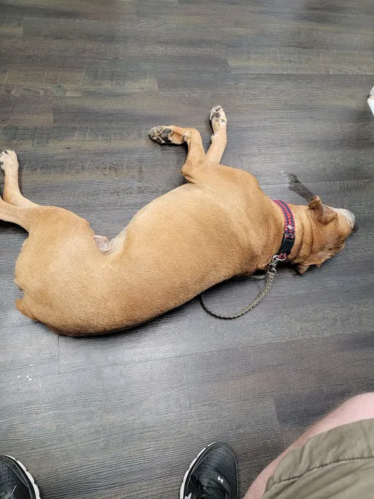 Harris Boulevard Veterinary Clinic Picture 4