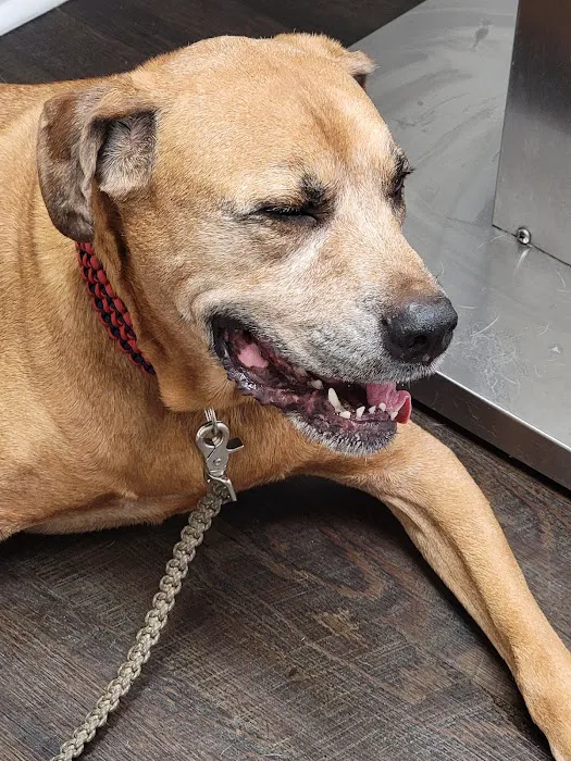 Harris Boulevard Veterinary Clinic Picture 2