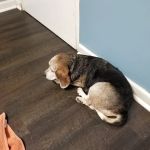 Harris Boulevard Veterinary Clinic