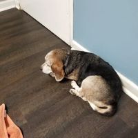 Harris Boulevard Veterinary Clinic ico