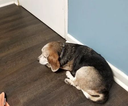 Harris Boulevard Veterinary Clinic