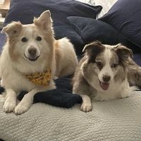 Davis Lake Animal Hospital ico