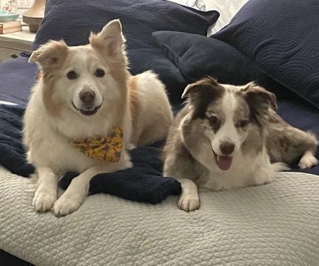 Davis Lake Animal Hospital