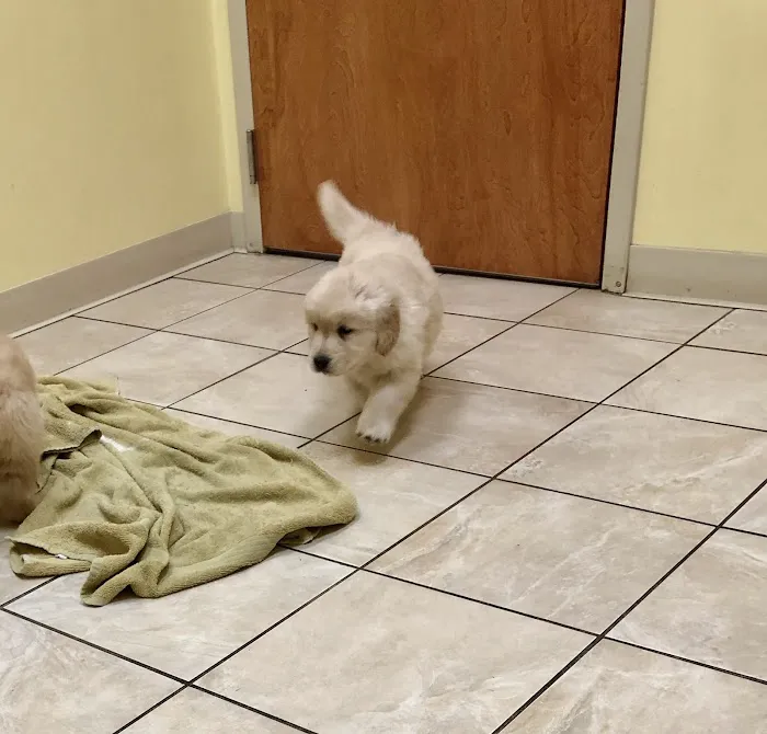 Brookdale Animal Hospital Picture 6
