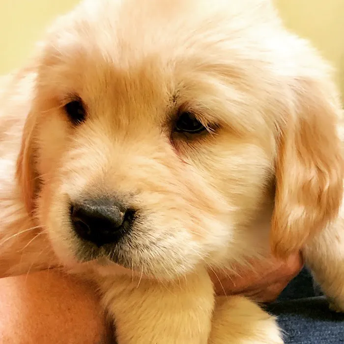 Brookdale Animal Hospital Picture 7