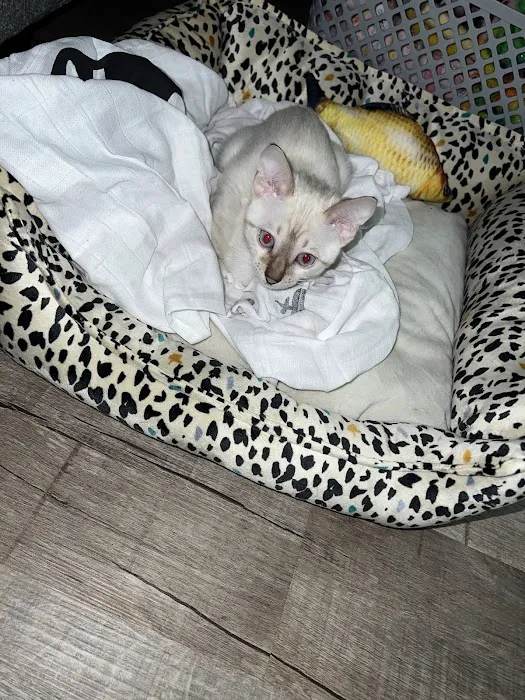 Halo Bengals Picture 2