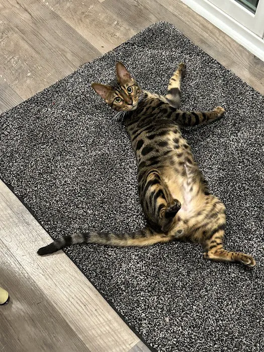 Halo Bengals Picture 6