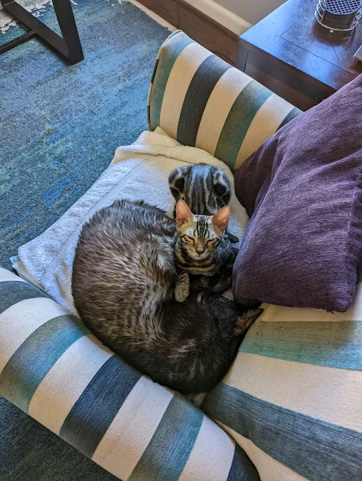 Halo Bengals Picture 10